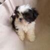 2 ADORABLE BABY SHIH-TZU PUPPIES