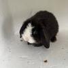 Hollands Lop Blue Eyed Vienna Marked bunny - 7 Weeks  Pedigreed