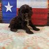 American Cocker Spaniel Puppies