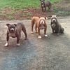 Exotic Bullies Looking for a new home , 3 months