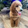 AKC STANDARD Poodle Puppies