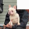 Male Frenchie Needs A New Home