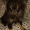 *POMSKY* Female chocolate and tan