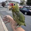 Baby Red Lored Amazon Parrot