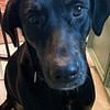 Female, Doberman Mix in Need of Good Home