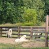 Great Pyrenees Puppies