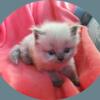 Himalayan Kitten to Melt your Heart