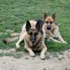 German Shepherd Puppies for sale