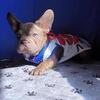 Frenchie puppies