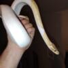 Male banana pied ball python