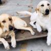 2 female labs need homes