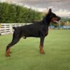 Doberman male stud service