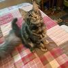 Maine Coon female kitten, 2 month old