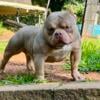 American Bully ( MACHO MAN SON) OPEN FOR STUD