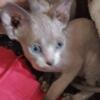 Gorgeous blue eyed sphynx babies