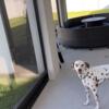 Dalmation free to a good home