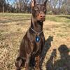 9 month old European Doberman female intact with breeding rights