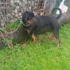 Male rottweiler