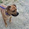 Staffordshire Terrier Female