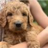 Goldendoodles- coming this fall! READY for Christmas!