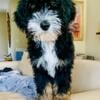 Mini Bernedoodle Puppy