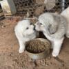 Pyrenees puppies for sale