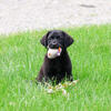 Labrador Puppy - Iridessa