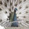 Peafowl, Peacocks, Peahens for sale. Eggs from April -Early July.