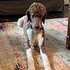 AKC CGC titled DNA Parti Stud Standard Poodle $1500