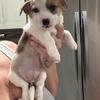 Corgi / chi puppy