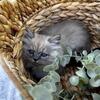 Purebred Persian & Persian/Ragdoll Kittens