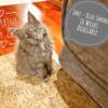 Maine Coon Kittens for sale in SE Michigan