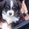 Pomapoo Mini Aussie Puppies. 23430 Near all of Hampton Roads; Richmond; DC; VA; MD