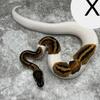 Male piebald ball python
