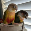 Male and female Paired conures