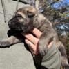 Dark Sable pup, AKC, import pedigree "Lincoln"