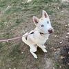 Husky puppy