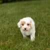 Aussiedoodle female puppy in Indiana