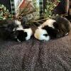 Holland lop bunnies 