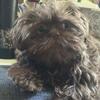 AKC Stud