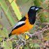 Venezuelan Troupials
