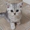 British Shorthair Kittens