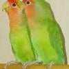 For sale bonded peachface lovebirds