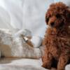 Deep red miniature Poodle puppies