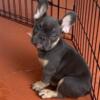 Adorable Female Frenchie Puppy French Bulldogs