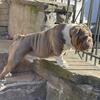 Gucci English bulldog Stud