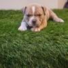 Male American bully available