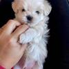 Boy Maltese puppies