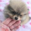 Stunning Female Pomeranian Puppy