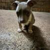 Bully Pups AvailaBle contact Malachi 678-267-5676